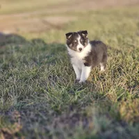 2589 IZF, a female Shetland Sheepdog for sale in Pomona, MO – Photo 2 of 10