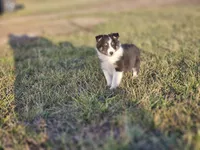 2589 IZF, a female Shetland Sheepdog for sale in Pomona, MO – Photo 2 of 10