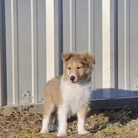 Astro Ru 2600, a male Shetland Sheepdog for sale in Pomona, MO – Photo 4 of 6