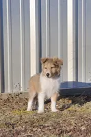 Astro Ru 2600, a male Shetland Sheepdog for sale in Pomona, MO – Photo 4 of 6