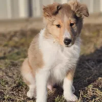 Astro Ru 2600, a male Shetland Sheepdog for sale in Pomona, MO – Photo 2 of 6
