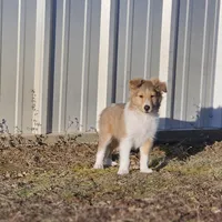 Astro Ru 2600, a male Shetland Sheepdog for sale in Pomona, MO – Photo 3 of 6