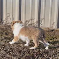 Astro Ru 2600, a male Shetland Sheepdog for sale in Pomona, MO – Photo 6 of 6