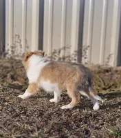 Astro Ru 2600, a male Shetland Sheepdog for sale in Pomona, MO – Photo 6 of 6