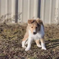 Astro Ru 2600, a male Shetland Sheepdog for sale in Pomona, MO – Photo 5 of 6