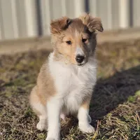 Astro Ru 2600, a male Shetland Sheepdog for sale in Pomona, MO – Photo 1 of 6