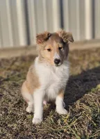 Astro Ru 2600, a male Shetland Sheepdog for sale in Pomona, MO – Photo 1 of 6