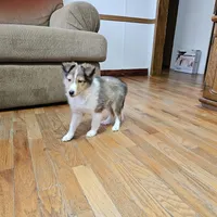 SkittlesMSable2585, a male Shetland Sheepdog for sale in Pomona, MO – Photo 8 of 10