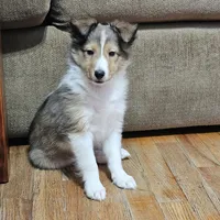 SkittlesMSable2585, a male Shetland Sheepdog for sale in Pomona, MO – Photo 3 of 10