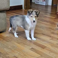 SkittlesMSable2585, a male Shetland Sheepdog for sale in Pomona, MO – Photo 2 of 10