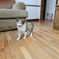 SkittlesMSable2585, a male Shetland Sheepdog for sale in Pomona, MO – Photo 9 of 10