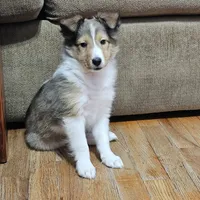 SkittlesMSable2585, a male Shetland Sheepdog for sale in Pomona, MO – Photo 7 of 10