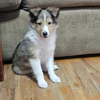SkittlesMSable2585, a male Shetland Sheepdog for sale in Pomona, MO – Photo 6 of 10