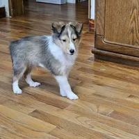 SkittlesMSable2585, a male Shetland Sheepdog for sale in Pomona, MO – Photo 1 of 10