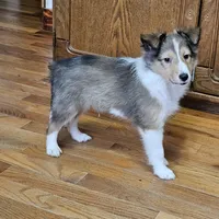 SkittlesMSable2585, a male Shetland Sheepdog for sale in Pomona, MO – Photo 4 of 10