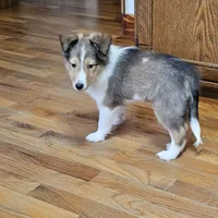 SkittlesMSable2585, a male Shetland Sheepdog for sale in Pomona, MO – Photo 5 of 10