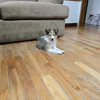 SkittlesMSable2585, a male Shetland Sheepdog for sale in Pomona, MO – Photo 10 of 10