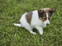 Blazer, a male Shetland Sheepdog for sale in Pomona, MO – Photo 7 of 10