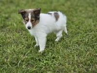 Blazer, a male Shetland Sheepdog for sale in Pomona, MO – Photo 10 of 10