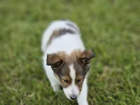 Blazer, a male Shetland Sheepdog for sale in Pomona, MO – Photo 2 of 10