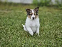 Blazer, a male Shetland Sheepdog for sale in Pomona, MO – Photo 1 of 10