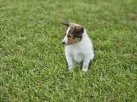 Blazer, a male Shetland Sheepdog for sale in Pomona, MO – Photo 3 of 10