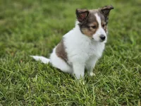 Blazer, a male Shetland Sheepdog for sale in Pomona, MO – Photo 5 of 10