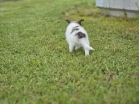 Blazer, a male Shetland Sheepdog for sale in Pomona, MO – Photo 9 of 10