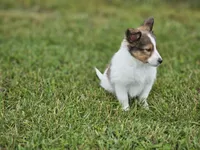 Blazer, a male Shetland Sheepdog for sale in Pomona, MO – Photo 8 of 10