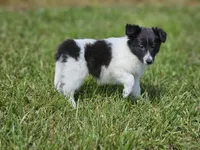 Brie, a female Shetland Sheepdog for sale in Pomona, MO – Photo 7 of 10