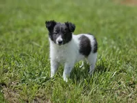 Brie, a female Shetland Sheepdog for sale in Pomona, MO – Photo 4 of 10