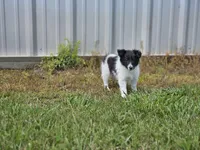 Brie, a female Shetland Sheepdog for sale in Pomona, MO – Photo 10 of 10