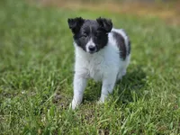 Brie, a female Shetland Sheepdog for sale in Pomona, MO – Photo 8 of 10