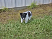 Brie, a female Shetland Sheepdog for sale in Pomona, MO – Photo 9 of 10