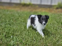 Brie, a female Shetland Sheepdog for sale in Pomona, MO – Photo 1 of 10