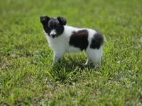 Brie, a female Shetland Sheepdog for sale in Pomona, MO – Photo 2 of 10