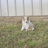 SkittlesF2587, a female Shetland Sheepdog for sale in Pomona, MO – Photo 10 of 10