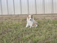 SkittlesF2587, a female Shetland Sheepdog for sale in Pomona, MO – Photo 10 of 10