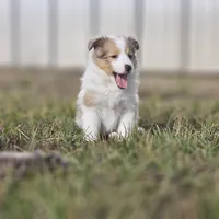 SkittlesF2587, a female Shetland Sheepdog for sale in Pomona, MO – Photo 1 of 10