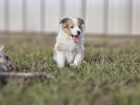 SkittlesF2587, a female Shetland Sheepdog for sale in Pomona, MO – Photo 1 of 10