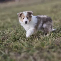 SkittlesF2587, a female Shetland Sheepdog for sale in Pomona, MO – Photo 3 of 10
