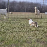 SkittlesF2587, a female Shetland Sheepdog for sale in Pomona, MO – Photo 9 of 10