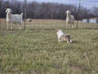 SkittlesF2587, a female Shetland Sheepdog for sale in Pomona, MO – Photo 9 of 10