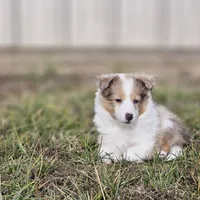 SkittlesF2587, a female Shetland Sheepdog for sale in Pomona, MO – Photo 5 of 10