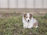 SkittlesF2587, a female Shetland Sheepdog for sale in Pomona, MO – Photo 5 of 10