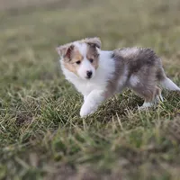SkittlesF2587, a female Shetland Sheepdog for sale in Pomona, MO – Photo 7 of 10