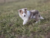SkittlesF2587, a female Shetland Sheepdog for sale in Pomona, MO – Photo 7 of 10