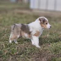 SkittlesF2587, a female Shetland Sheepdog for sale in Pomona, MO – Photo 4 of 10