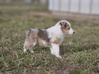 SkittlesF2587, a female Shetland Sheepdog for sale in Pomona, MO – Photo 4 of 10