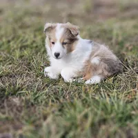 SkittlesF2587, a female Shetland Sheepdog for sale in Pomona, MO – Photo 6 of 10